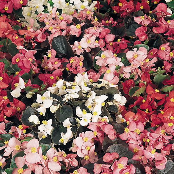 Achat Begonias semperflorens - Vente de nos sélections et productions  Georges Delbard