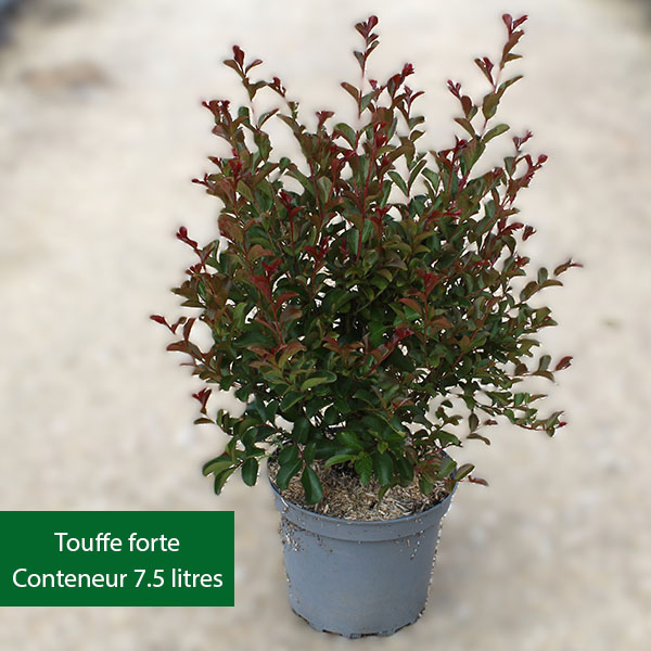 Lilas des Indes - Lagerstroemia Terre chinoise®