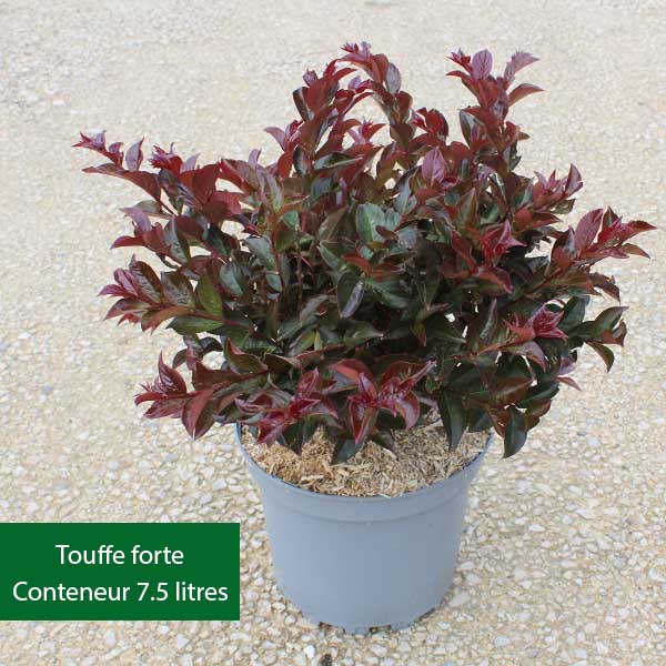 Lilas des Indes - Lagerstroemia Black Solitaire Best Red