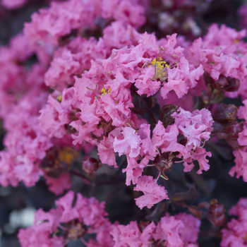 Lilas des Indes - Lagerstroemia Black Solitaire Shell Pink