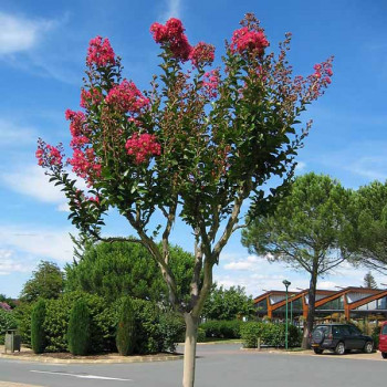 Lilas des Indes - Lagerstroemia Margaux®