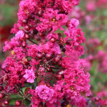 Lilas des Indes - Lagerstroemia Terrasse Rouge