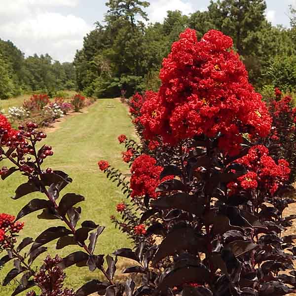 Lilas des Indes - Lagerstroemia Black Solitaire Best Red