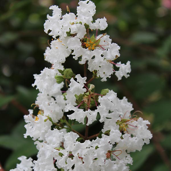 Lilas des Indes - Lagerstroemia Papillons Blancs®