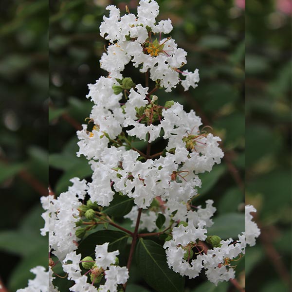 Lilas des Indes - Lagerstroemia Papillons Blancs®