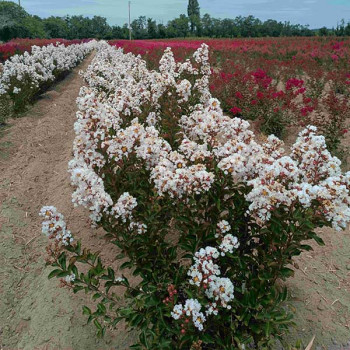 Lilas des Indes - Lagerstroemia Papillons Blancs®