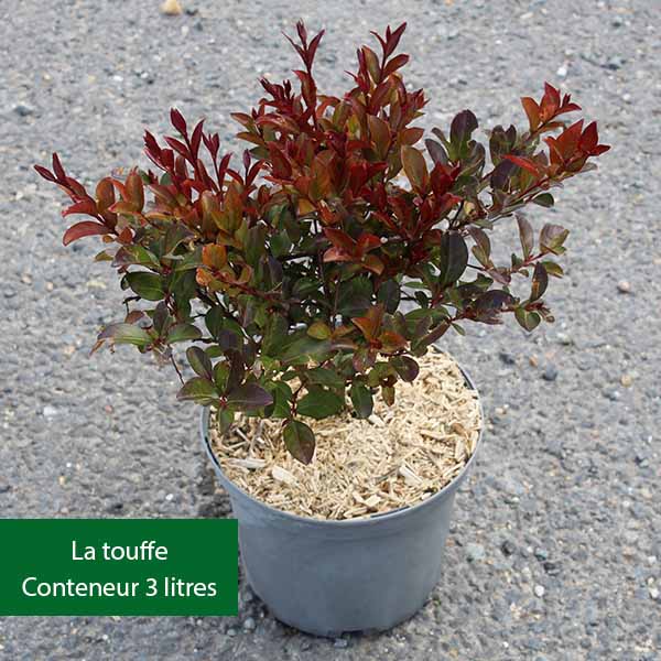 Lilas des Indes - Lagerstroemia Yang Tse®