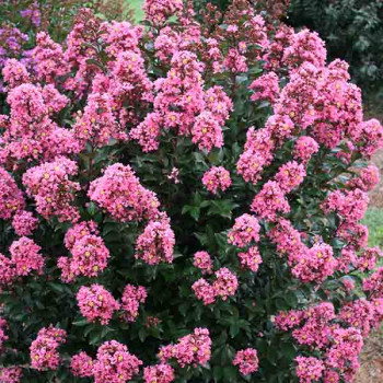 Lilas des Indes - Lagerstroemia First Editions® Coral Magic