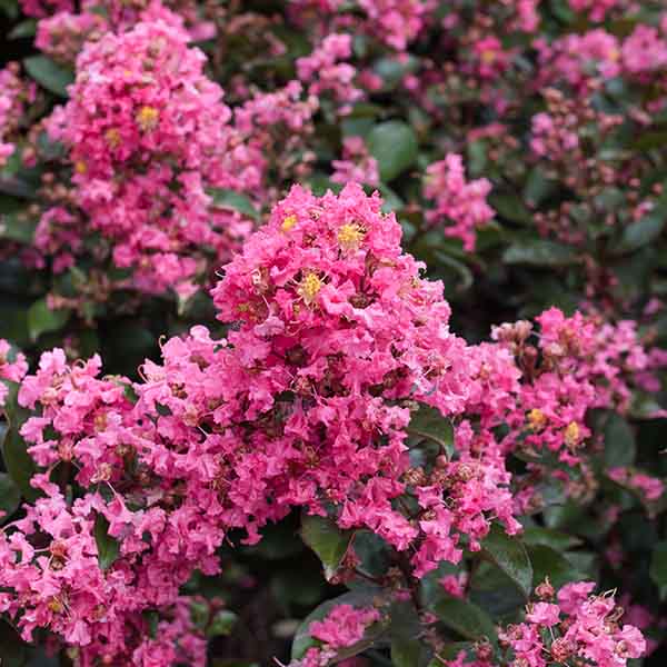 Lilas des Indes - Lagerstroemia First Editions® Coral Magic