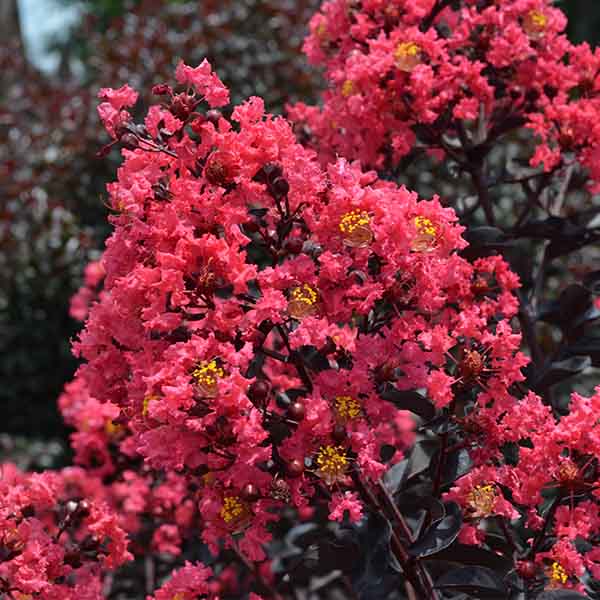 Lilas des Indes - Lagerstroemia First Editions® Midnight Magic