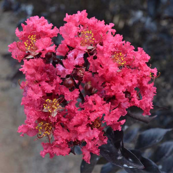 Lilas des Indes - Lagerstroemia First Editions® Midnight Magic