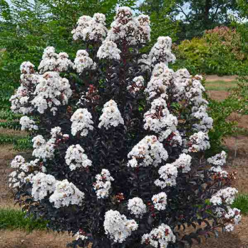 Lilas des Indes - Lagerstroemia First Editions® Moonlight Magic
