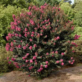 Lilas des Indes - Lagerstroemia First Editions® Plum Magic
