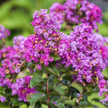 Lilas des Indes - Lagerstroemia First Editions® Purple Magic