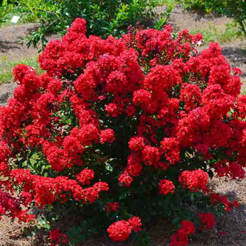 Lilas des Indes - Lagerstroemia First Editions® Red Magic