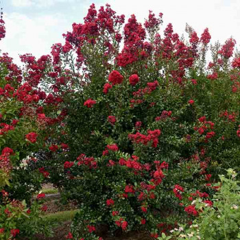 Lilas des Indes - Lagerstroemia First Editions® Ruffled Red Magic