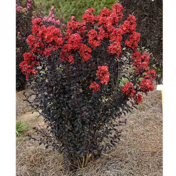 Lilas des Indes - Lagerstroemia First Editions® Sunset Magic