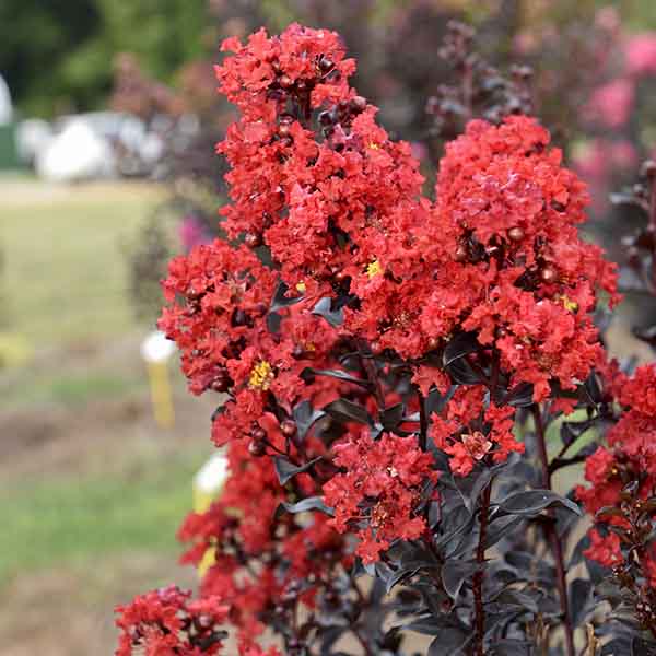 Lilas des Indes - Lagerstroemia First Editions® Sunset Magic