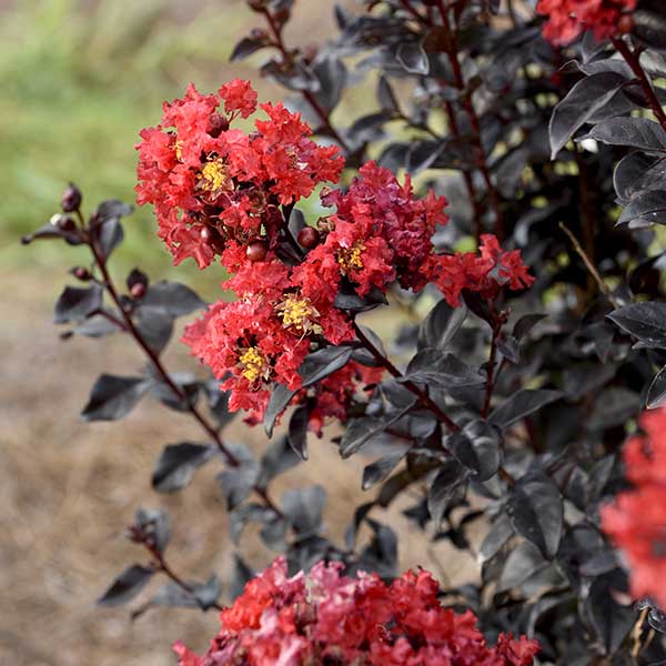 Lilas des Indes - Lagerstroemia First Editions® Sunset Magic