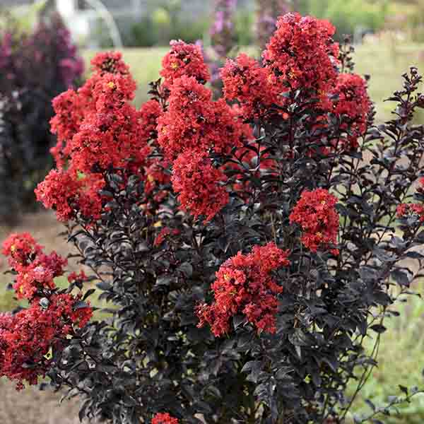 Lilas des Indes - Lagerstroemia First Editions® Sunset Magic