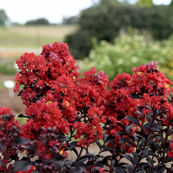 Lilas des Indes - Lagerstroemia First Editions® Sunset Magic