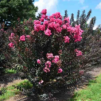 Lilas des Indes - Lagerstroemia First Editions® Twilight Magic