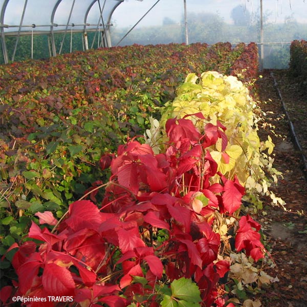 Vigne vierge quinquefolia Red Wall® Troki