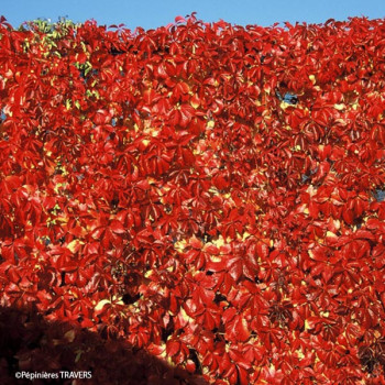 Vigne vierge quinquefolia Red Wall® Troki