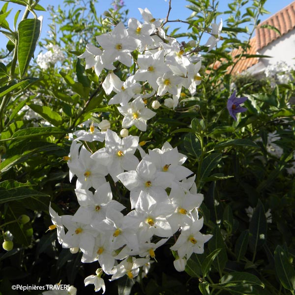 Solanum jasminoïdes Alba