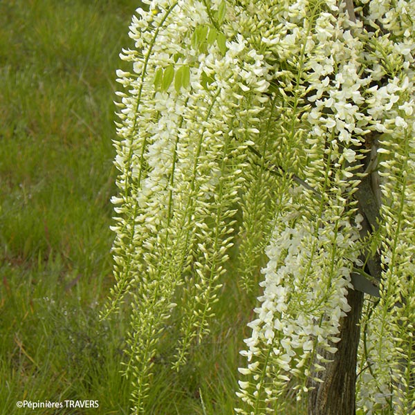 Glycine du Japon Alba