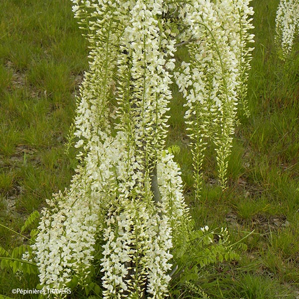 Glycine du Japon Alba