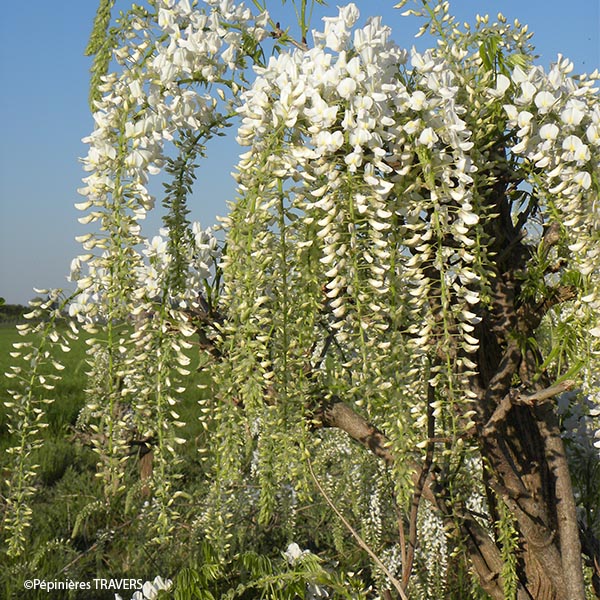 Glycine du Japon Alba