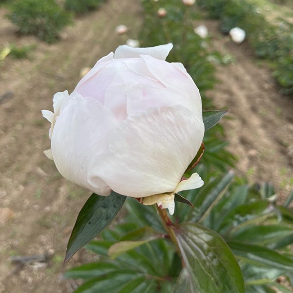 Pivoine de Chine Bowl of Cream