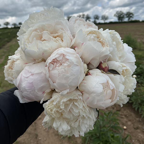 Pivoine de Chine Bowl of Cream