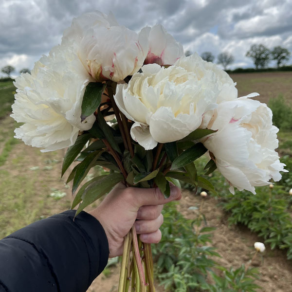 Pivoine de Chine Bowl of Cream