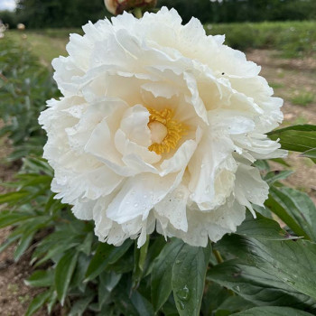 Pivoine de Chine Bowl of Cream