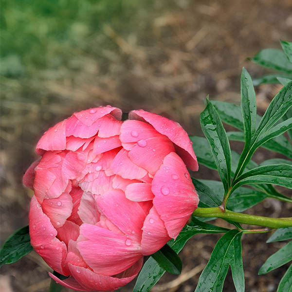 Pivoine hybride Coral Sunset