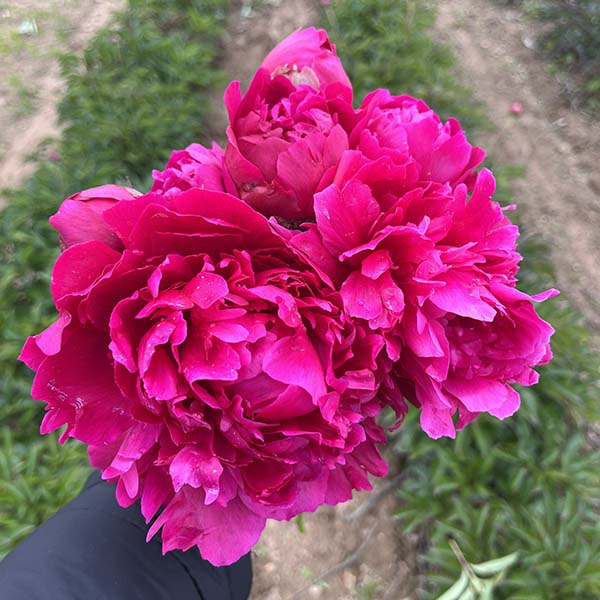 Pivoine de Chine Félix Suprême