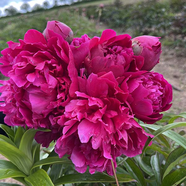 Pivoine de Chine Félix Suprême