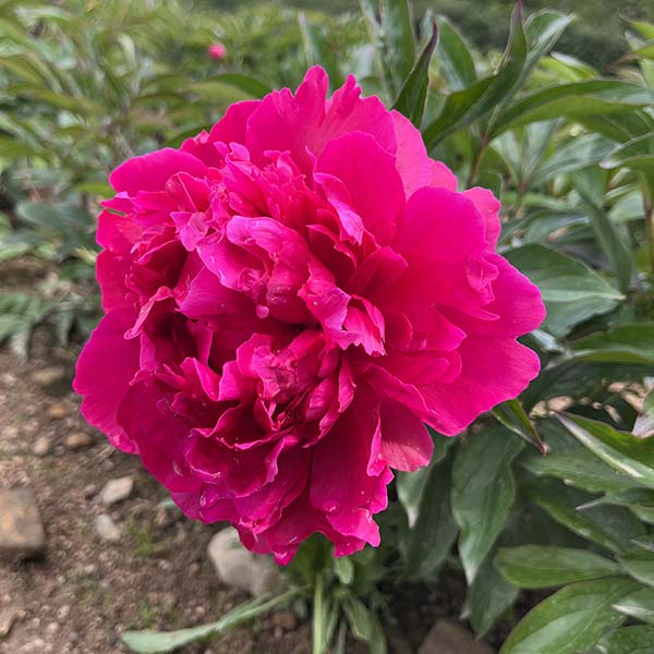 Pivoine de Chine Félix Suprême