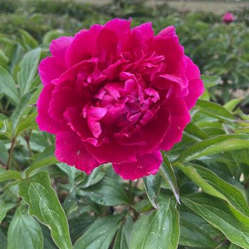 Pivoine de Chine Félix Suprême