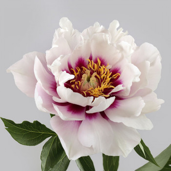 Pivoine itoh Cora Louise