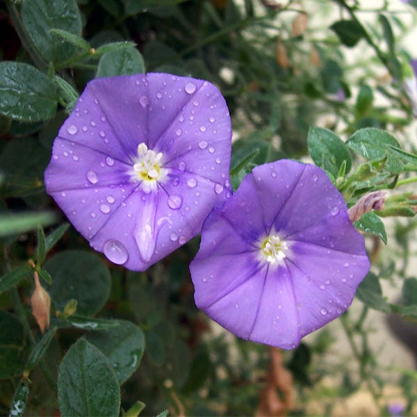 Convolvulus sabatius Liseron de Mauritanie