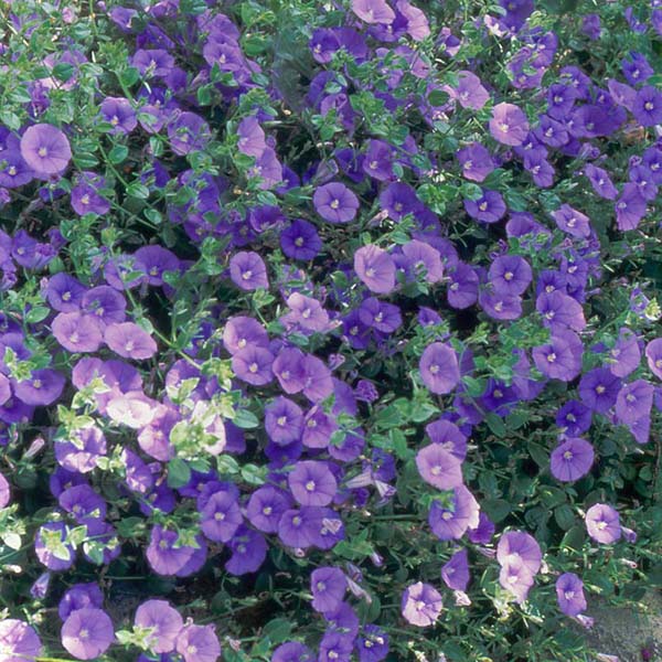 Convolvulus sabatius Liseron de Mauritanie