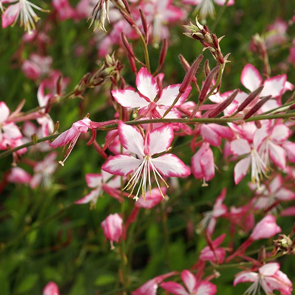 Gaura lindheimeri Tutti Frutti