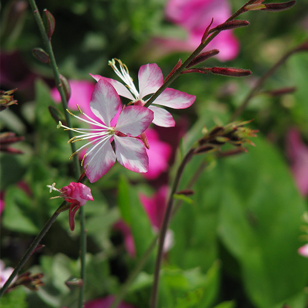 Gaura lindheimeri Rosyjane®