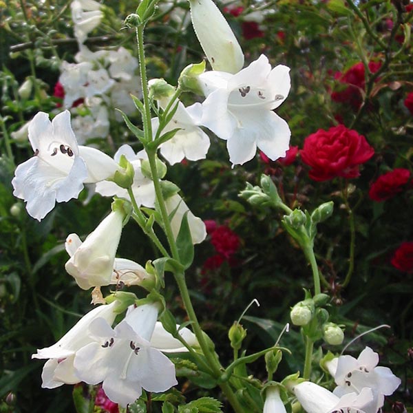 Penstemon White Bedder