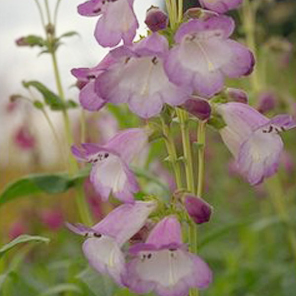 Penstemon Apple Blossom