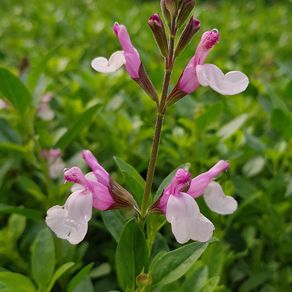 Salvia greggii Joy