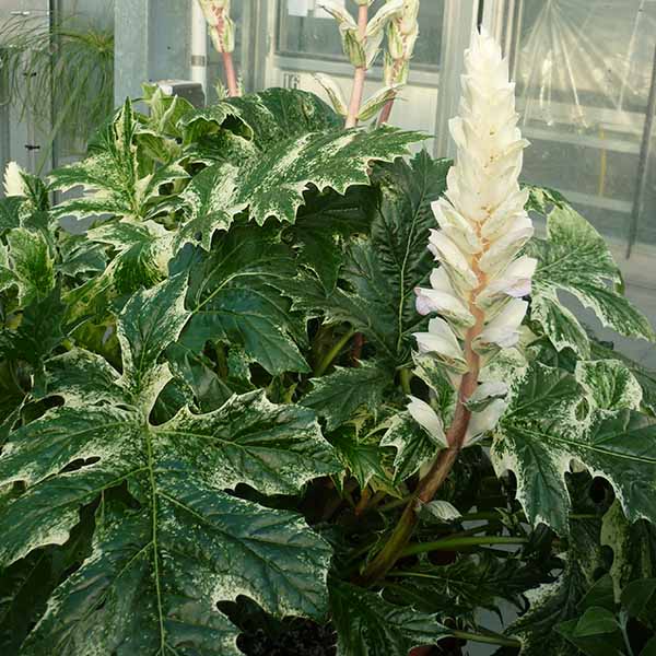 Acanthus mollis Tasmanian Angel